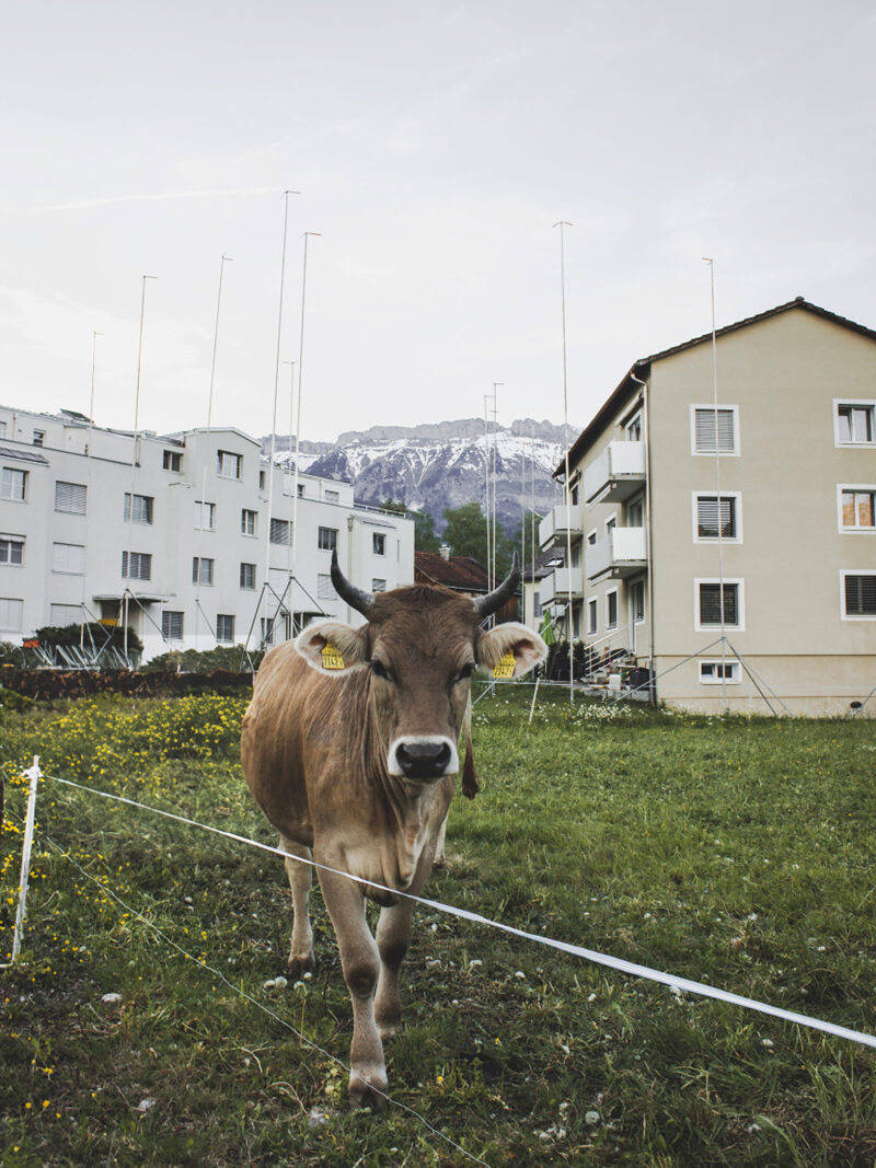 Die Evolution unserer Baureglemente